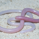 Illustration for article titled The Wormlike Snake From A Land That No Longer Exists